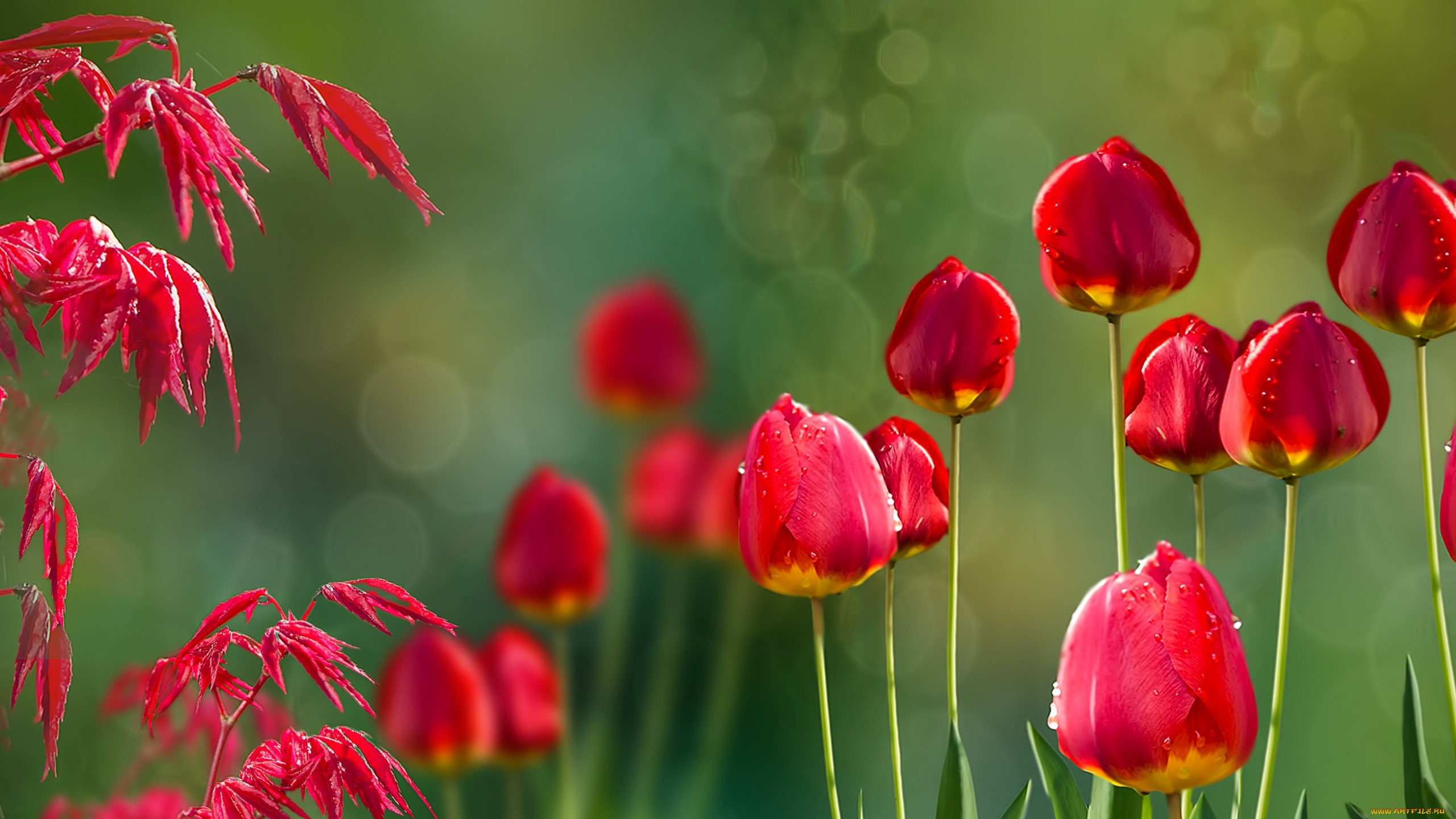 , , acer, tulips, 